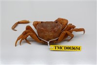 藏品(拉氏清溪蟹)的圖片